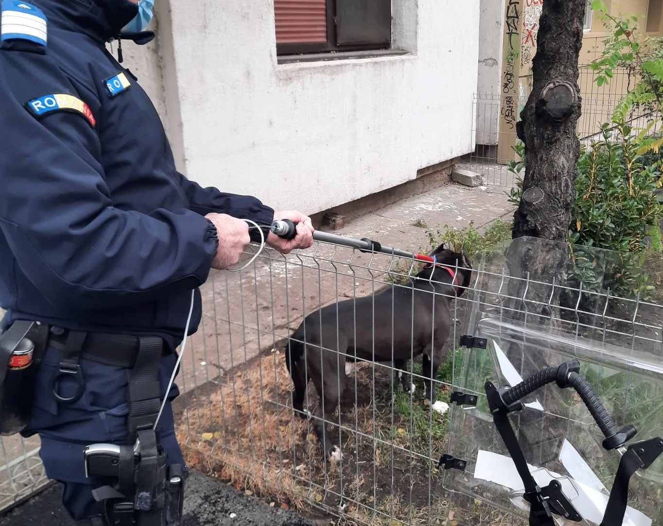Galați: Un pitbull și-a atacat stăpâna. Jandarmii au imobilizat câinele, care a fost dus la ecarisaj