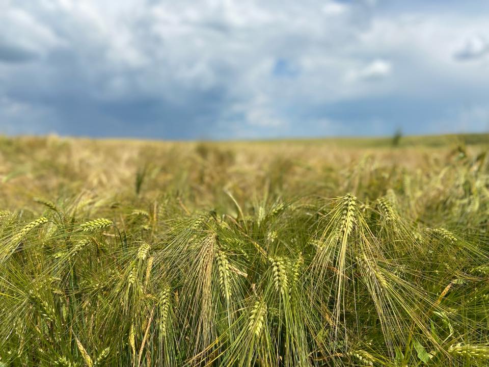 Închiderea Azomureș va reduce producția agricolă cu 30%. Adrian Chesnoiu: Vom autoriza îngrășăminte din alte țări