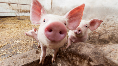 Speak to Moronic Toxic Crescătorii de animale cer uciderea tuturor porcilor pe o rază de 10  kilometri în jurul marilor ferme | Digi24