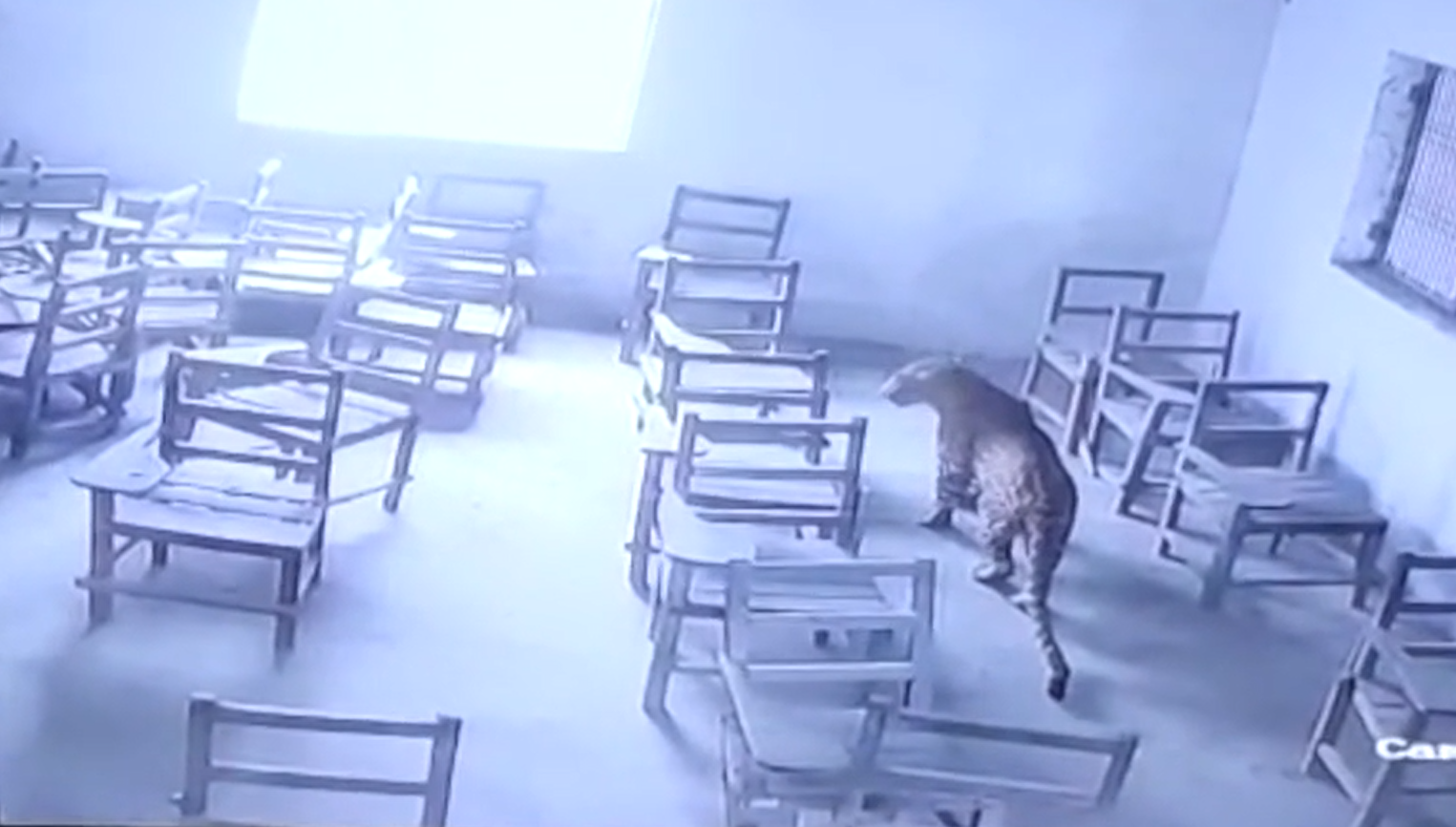 VIDEO. Momentul în care un leopard intră într-o sală de clasă, în India. A atacat și rănit un elev