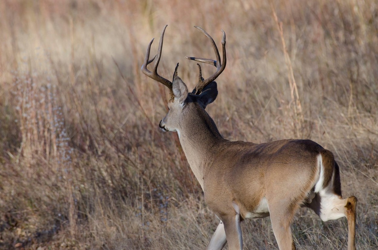 Primele cazuri de animale sălbatice infectate cu COVID-19, semnalate în Canada
