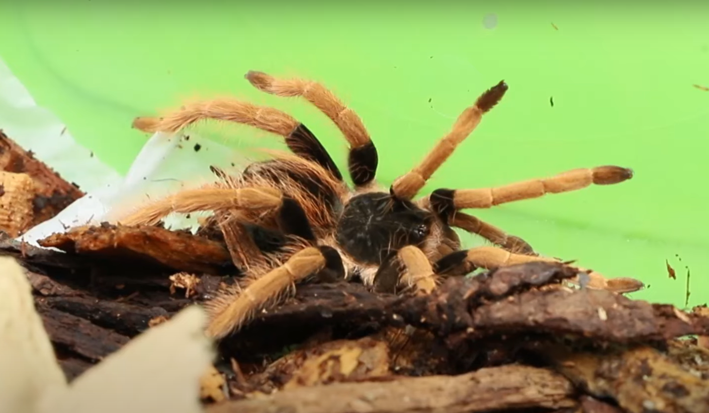 Doi germani au fost prinși în timp ce încercau să iasă din Columbia cu 300 de păienjeni, gândaci, scorpioni și tarantule