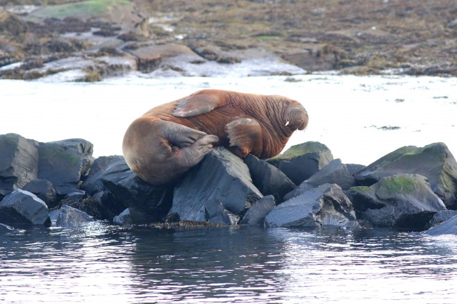 Walrus Enjoys Relaxing Sunday at the English Seaside