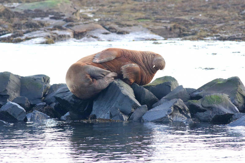 Walrus Enjoys Relaxing Sunday at the English Seaside