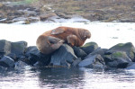 Walrus Enjoys Relaxing Sunday at the English Seaside