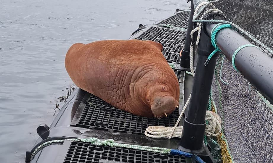 Freya, morsa morta sem necessidade, ganha memorial na Noruega