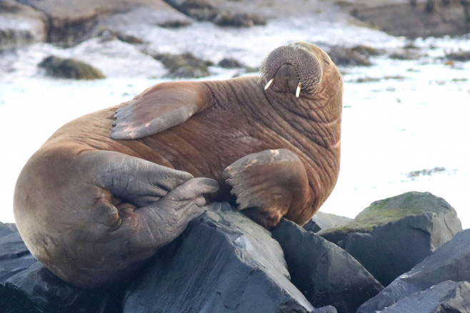 Walrus Enjoys Relaxing Sunday at the English Seaside