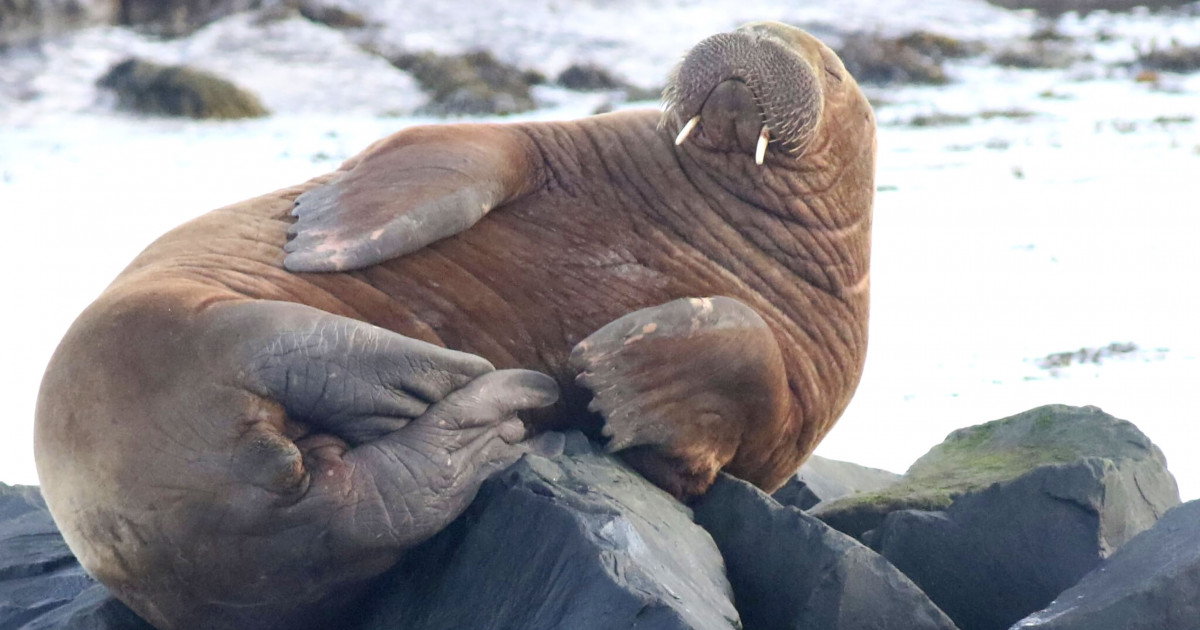 Freya, morsa morta sem necessidade, ganha memorial na Noruega