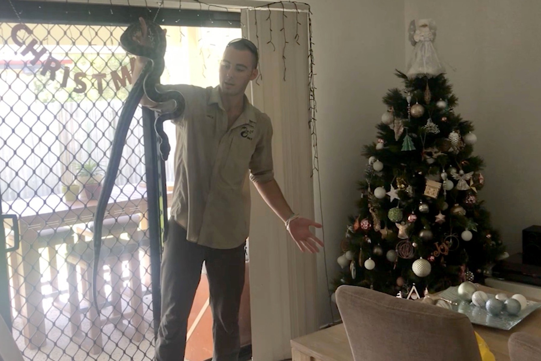 O familie din Africa de Sud a găsit „regele șerpilor veninoși” în bradul de Crăciun