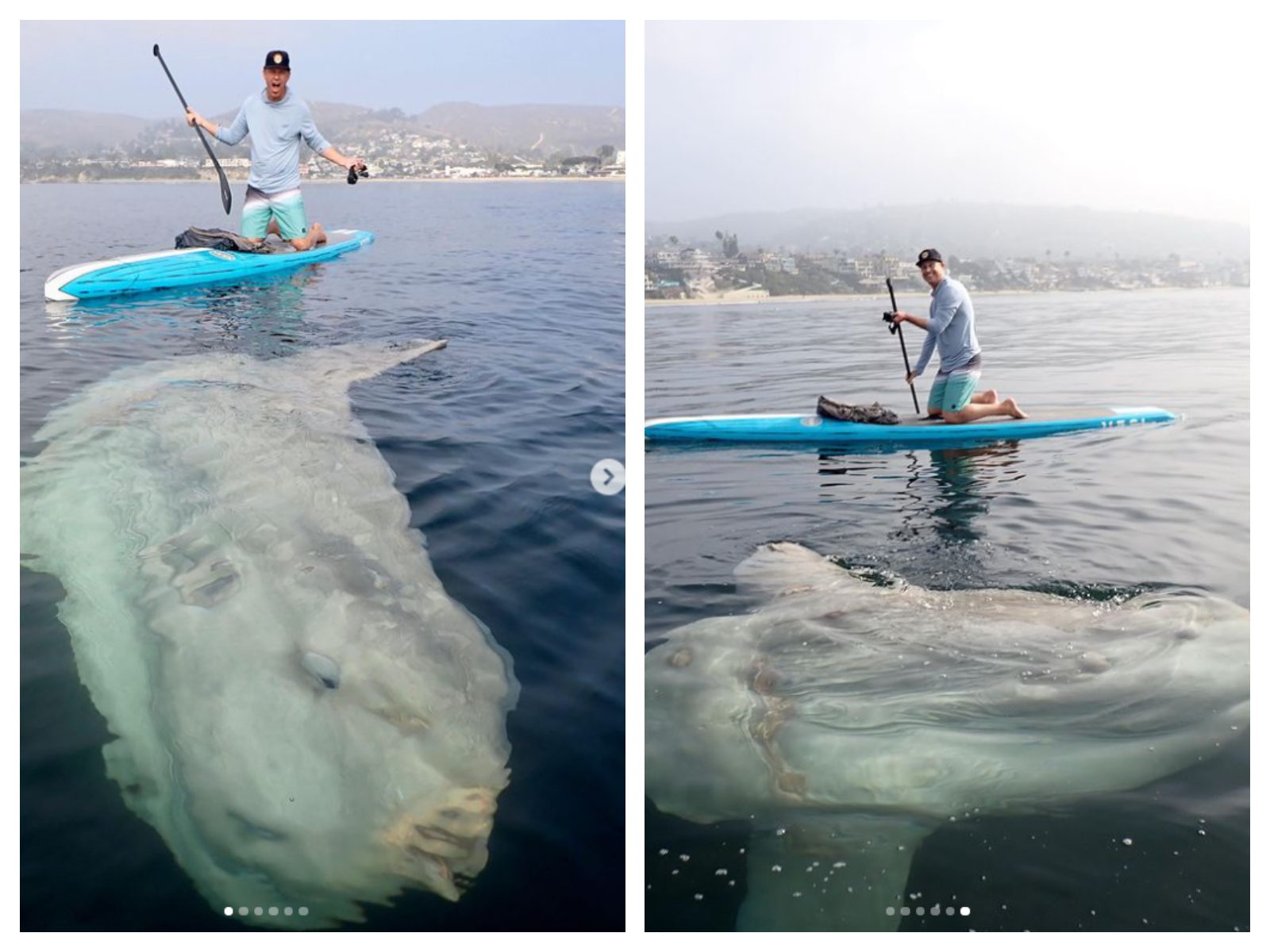 Pește-soare gigantic surprins în apropierea unei plaje din California: „Arată atât de bizar, ca un rechin mutilat”