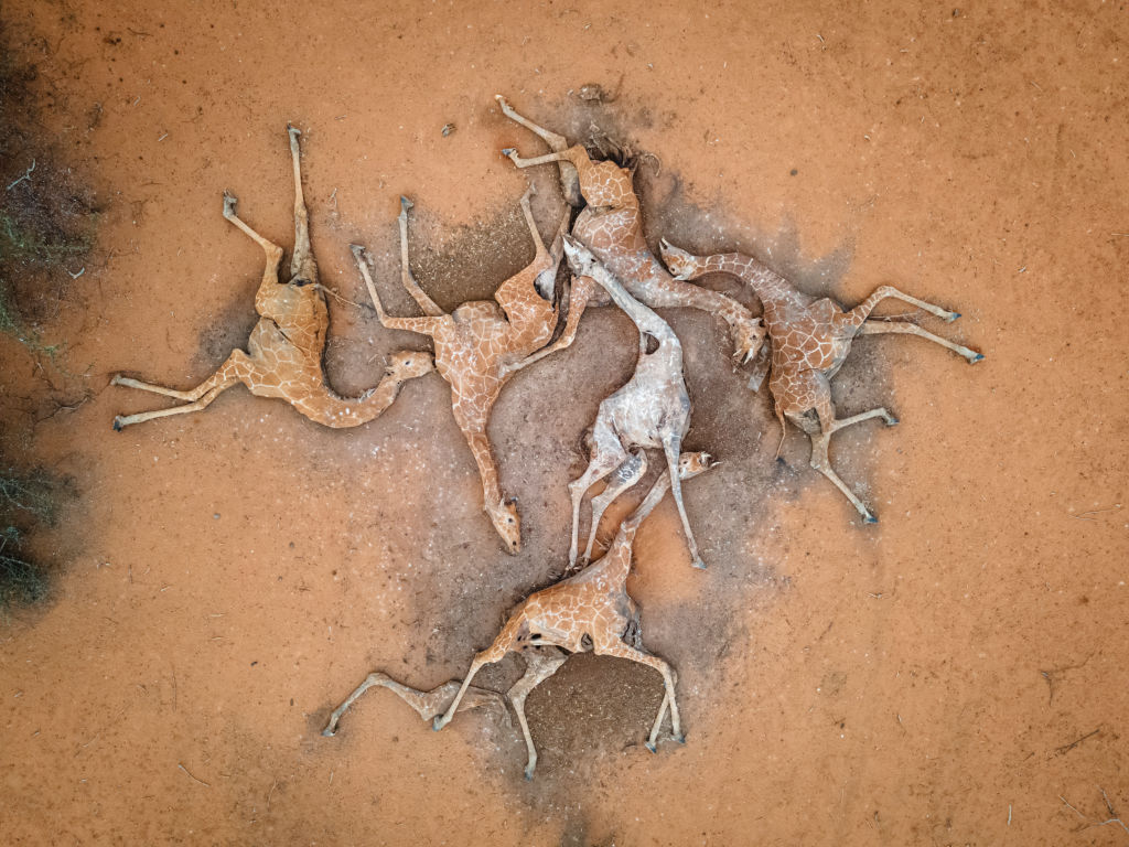 Imagini sfâșietoare în Kenya. Mai multe girafe zac moarte din cauza secetei