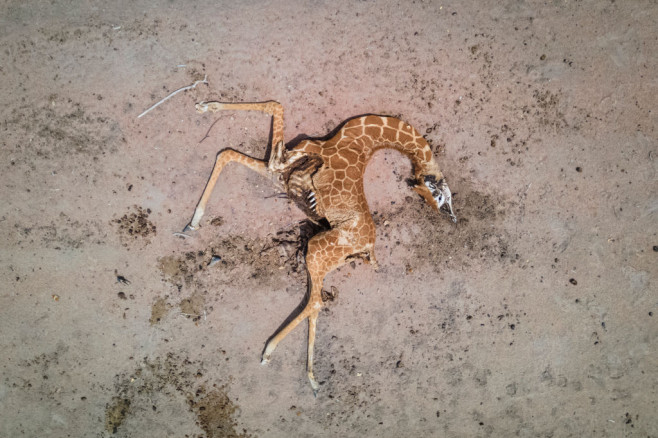 girafe moarte in kenya