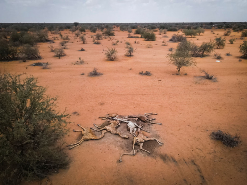 girafe moarte in kenya