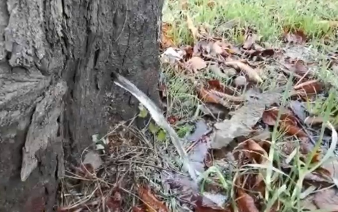 Dintr-un copac aflat pe o stradă din Timișoara a curs apă ore în șir