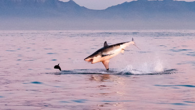 Un pui de focă reușește să scape de prădătorul său, un rechin uriaș din specia „Marele Alb”