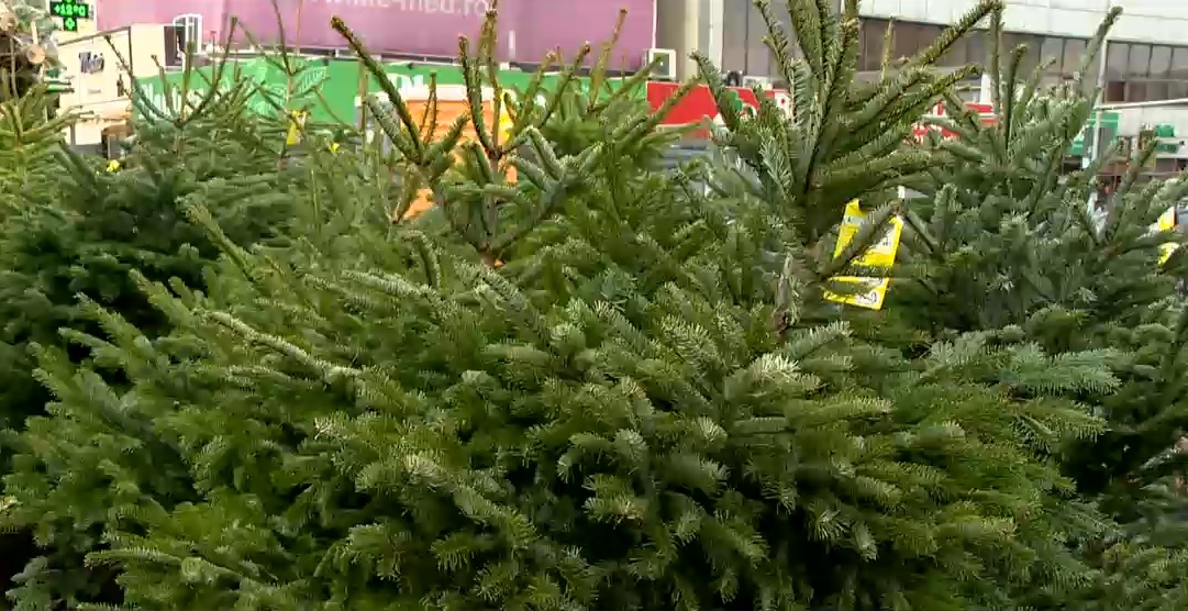 Tanczos: 90% dintre pomii de Crăciun nu se mai taie din pădurile României, ci se aduc din import sau provin din culturi speciale