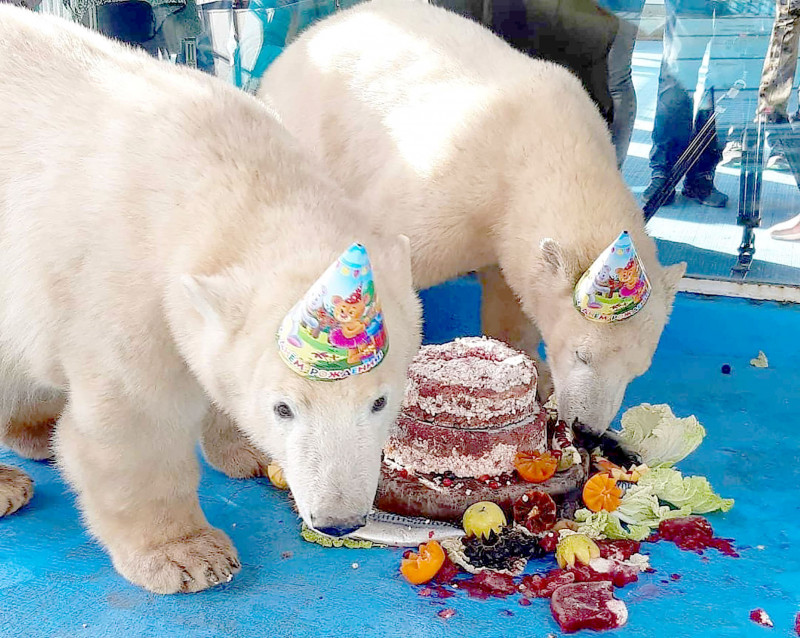 Polar bear cubs birthday party