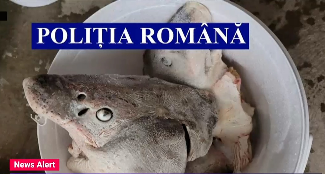 Descinderi la braconieri. Polițiștii au confiscat 125 de kg de sturion și motoare de bărci