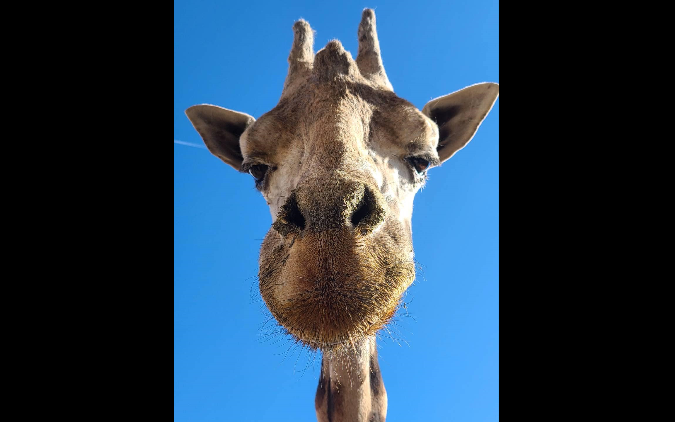 Cea mai bătrână girafă din Japonia a murit la vârsta de 32 de ani