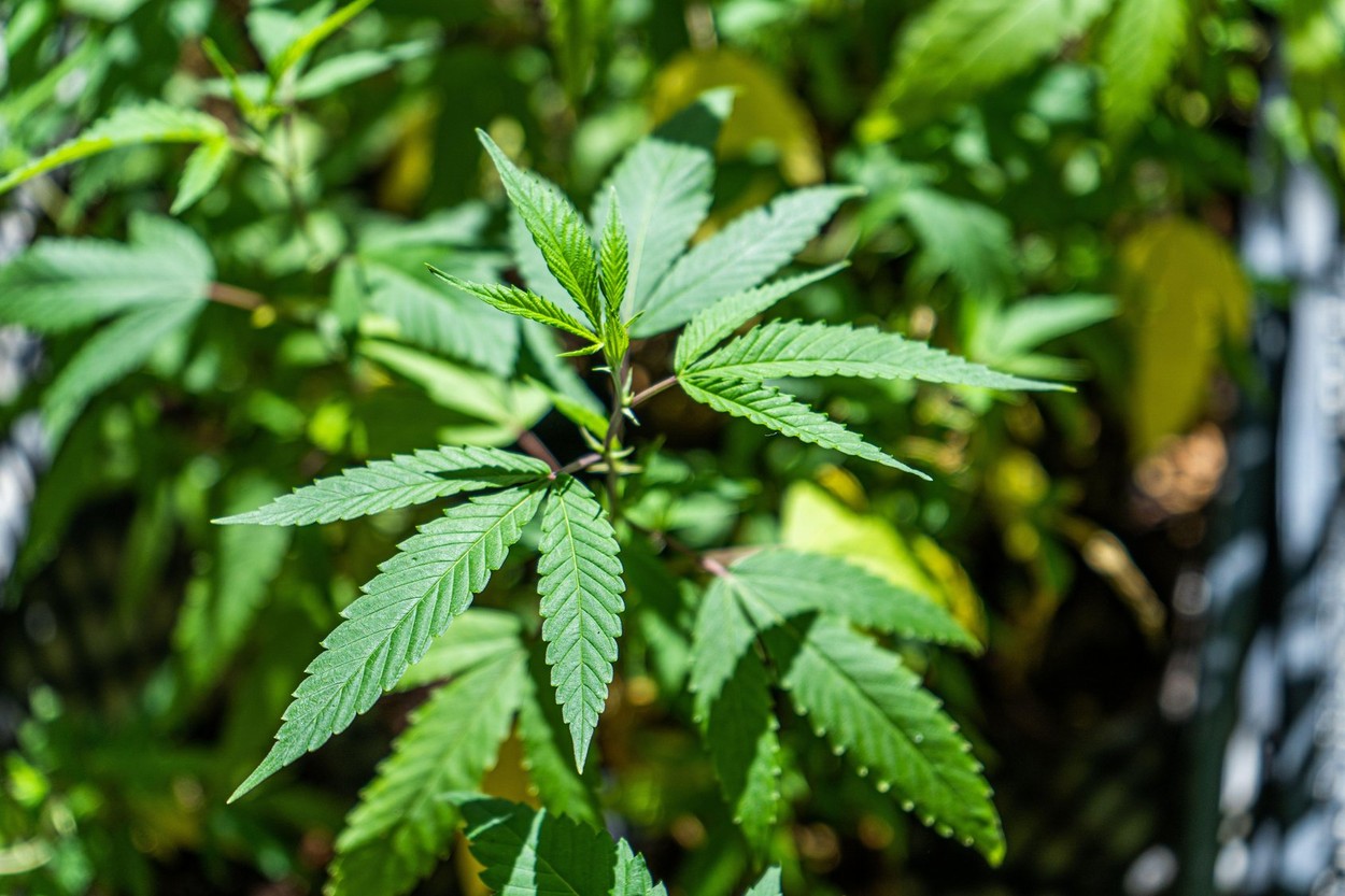 Thailanda legalizează cultivarea canabisului în gospodării