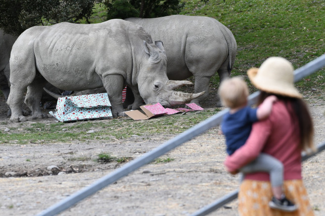 Christmas Treats At Orana Wildlife Park, Christchurch, New Zealand - 24 Dec 2021