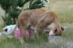 Christmas Treats At Orana Wildlife Park, Christchurch, New Zealand - 24 Dec 2021