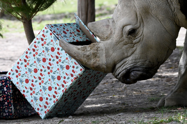 Christmas Treats At Orana Wildlife Park, Christchurch, New Zealand - 24 Dec 2021