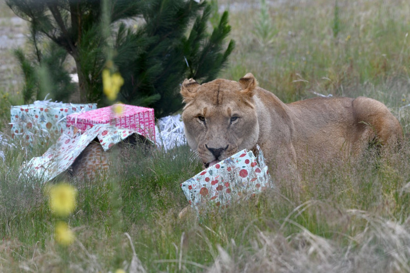 Christmas Treats At Orana Wildlife Park, Christchurch, New Zealand - 24 Dec 2021