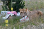 Christmas Treats At Orana Wildlife Park, Christchurch, New Zealand - 24 Dec 2021