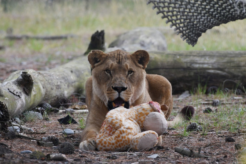 Christmas Treats At Orana Wildlife Park, Christchurch, New Zealand - 24 Dec 2021