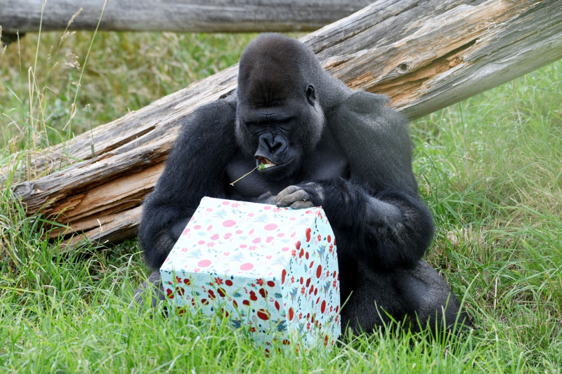 Christmas Treats At Orana Wildlife Park, Christchurch, New Zealand - 24 Dec 2021