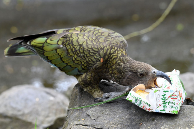 Christmas Treats At Orana Wildlife Park, Christchurch, New Zealand - 24 Dec 2021