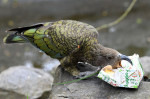 Christmas Treats At Orana Wildlife Park, Christchurch, New Zealand - 24 Dec 2021