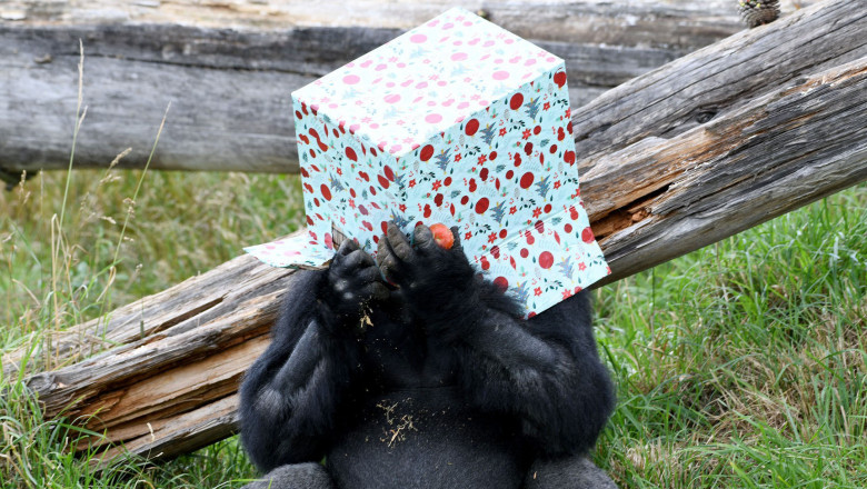 gorila deschide cadoul de craciun