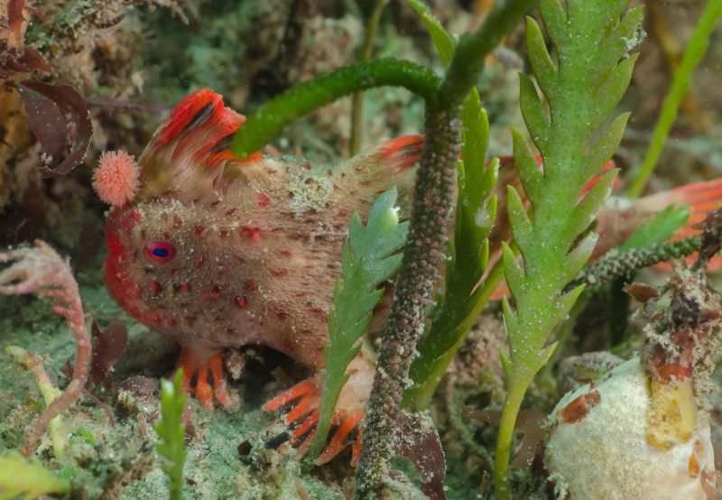 Fish With Hands