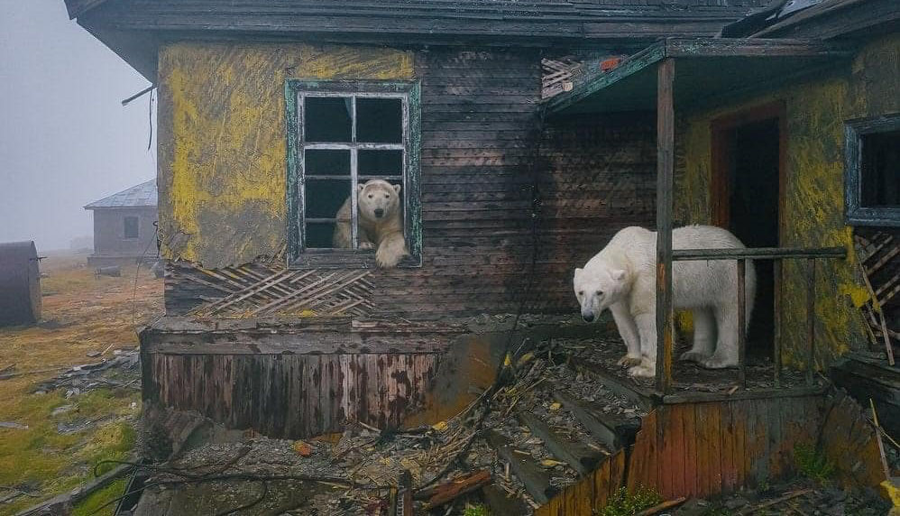 Vremea rece îi ține pe urșii polari departe de satele din nordul Rusiei. Animelele vânează în sălbăticie