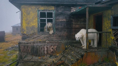 Urși polari la o stație meteo abandonată în Rusia