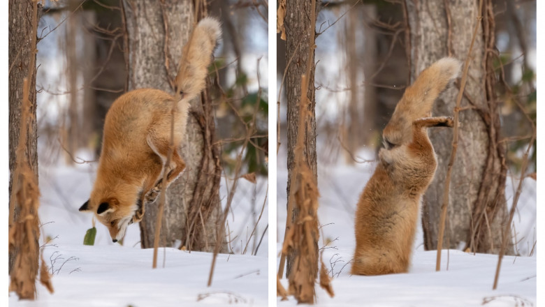 Vulpe ieșită la vănătoare, în zăpadă
