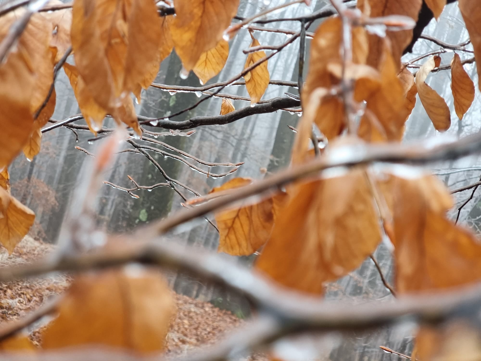 freezing-rain2