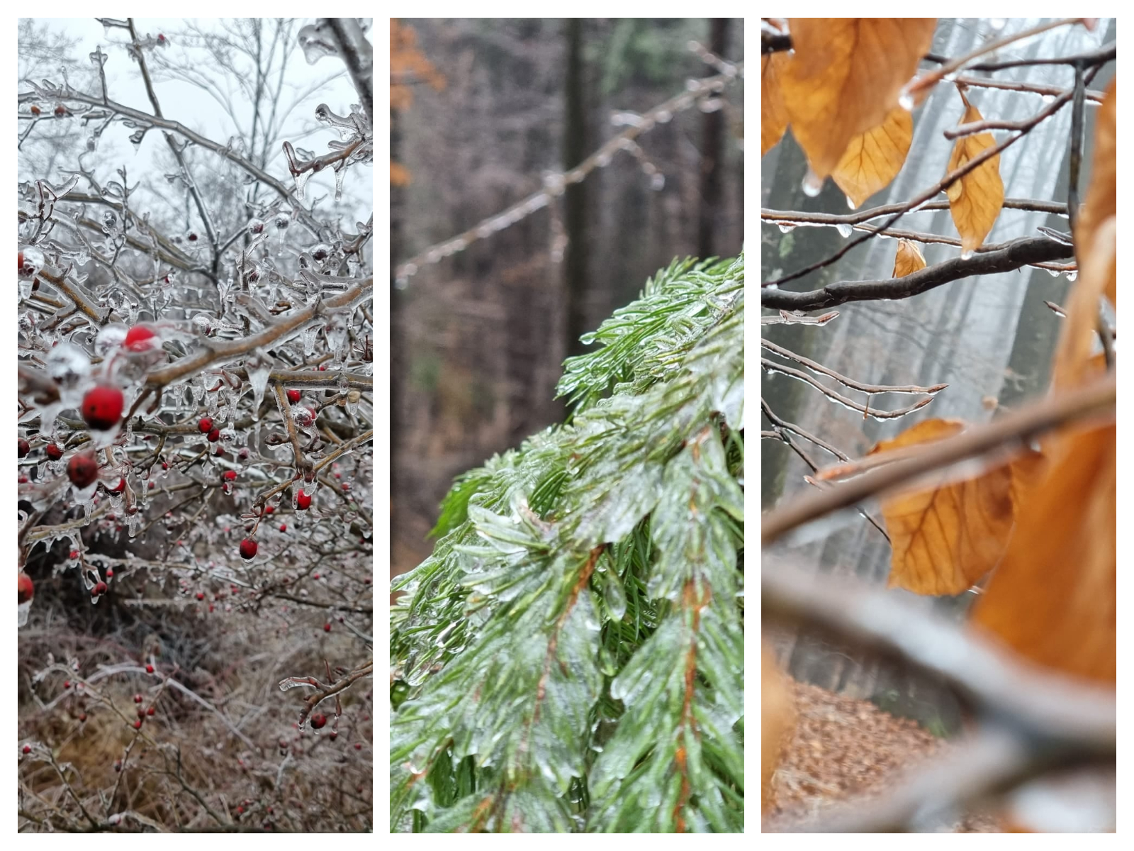 Cum arată o pădure din România după „freezing rain”