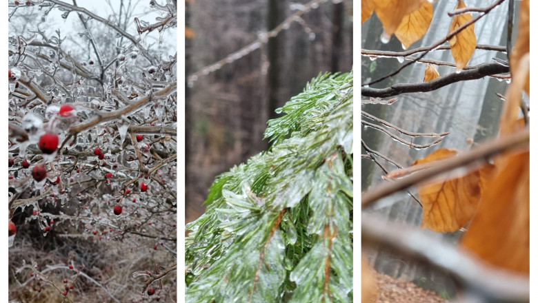 Freezing Rain într-o pădure din Dâmbovița