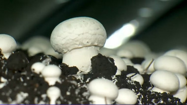 ciuperci champignon in ciupercarie