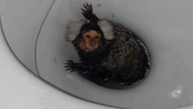 maimuță speriată într-un vas de toaletă