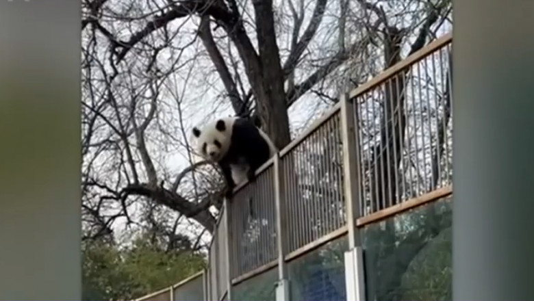 un urs panda incearca sa sara gardul unei gradini zoologice