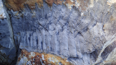 fosila unui miriapod urias