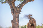 LEOPARD HIDES UP TREE FROM ELEPHANT