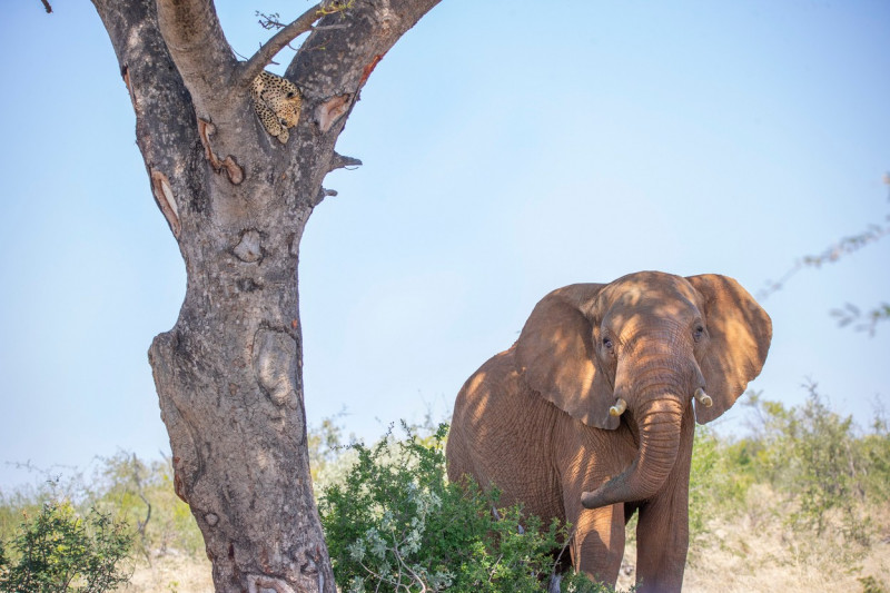 LEOPARD HIDES UP TREE FROM ELEPHANT