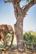 LEOPARD HIDES UP TREE FROM ELEPHANT