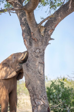 LEOPARD HIDES UP TREE FROM ELEPHANT