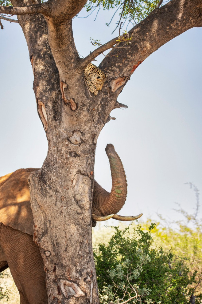 LEOPARD HIDES UP TREE FROM ELEPHANT